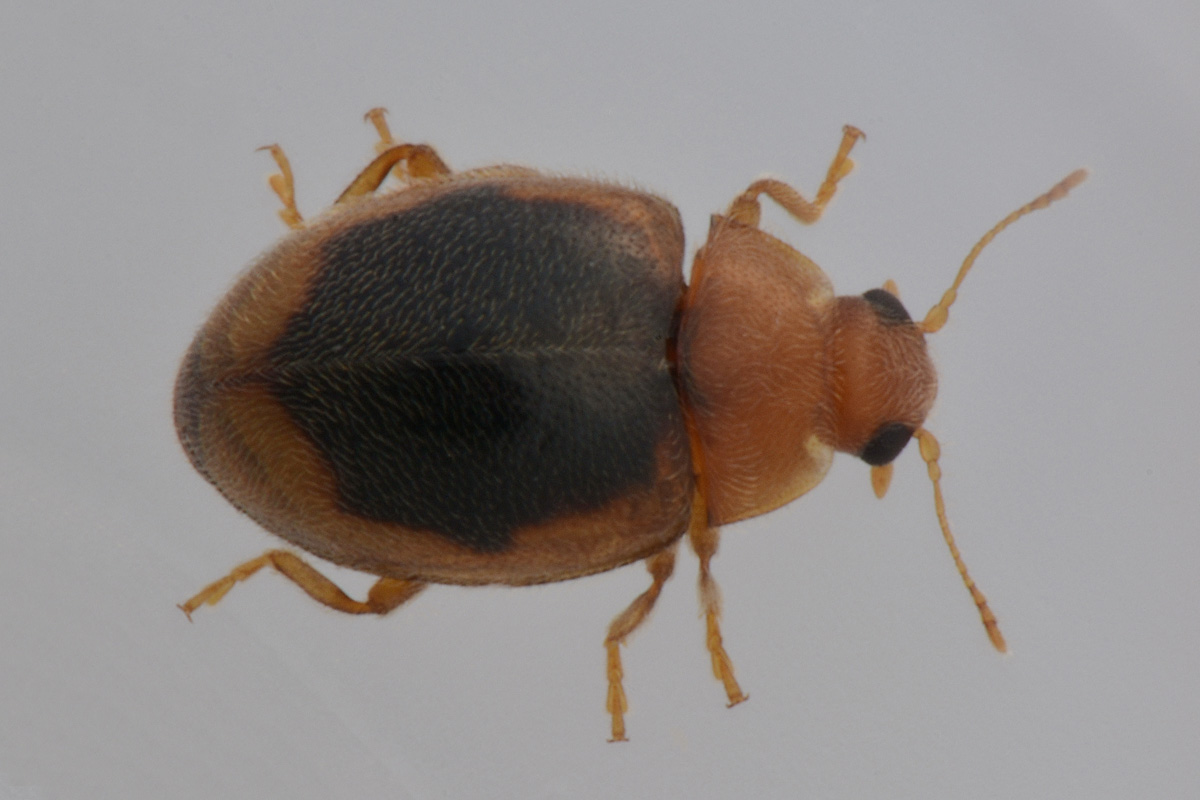 Coccinellidae: Rhyzobius cfr. litura